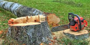 Best Arborist Consultation Services  in Colleyville, TX