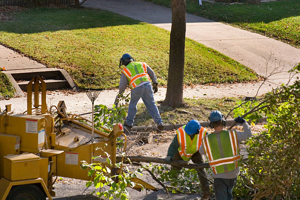 Best Tree Maintenance Programs  in Colleyville, TX