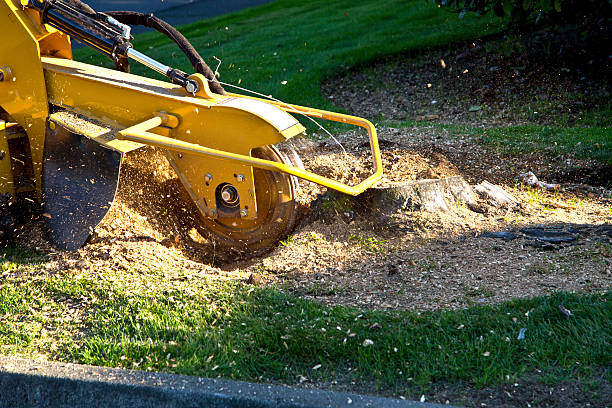 Trusted Colleyville, TX Tree Removal Experts