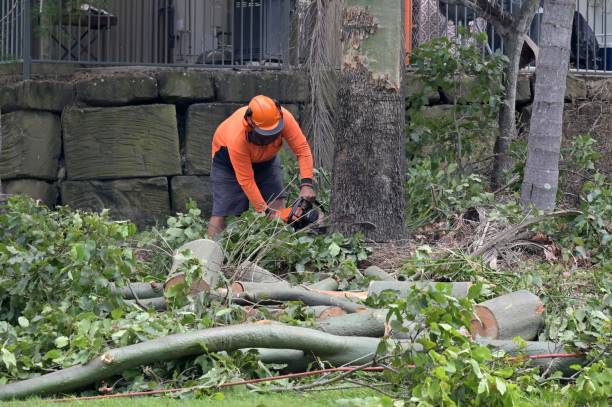 How Our Tree Care Process Works  in  Colleyville, TX