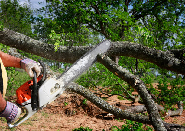 Best Lawn Watering Services  in Colleyville, TX